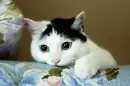 Cute Cat