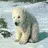 polar bears
