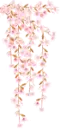 cherry blossom