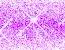 sparkle stars