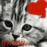 awww! kitten!