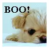 boo puppy!