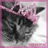 princess kitty