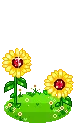 Sun Flowers