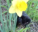 kitten beside flower