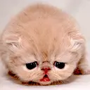 cute kitten
