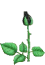 black rose