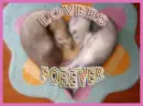 Lovers forever