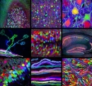 Brain rainbows