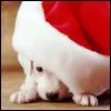 Christmas Puppy