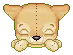 Cute puppy