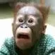 strange monkey