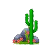 little cactus