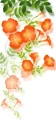 orange flowers