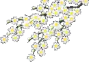 white flowers