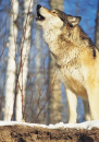 wolves