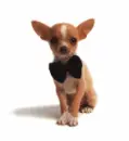 dog with ears