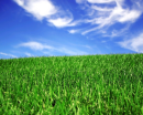 grass