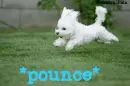 POUNCE!