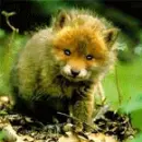 don't  wear  fur 