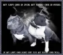 pitbulls