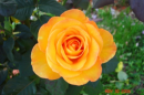 Yellow rose