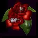 spideronroses