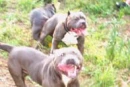 dont mess with me dogs