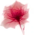 pink flower