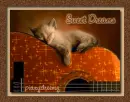sweet dreams kitten
