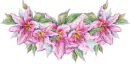 pink lilly