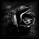 black rose
