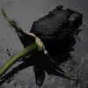 black rose