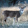 big buck