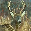 big deer