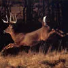 deer jumping
