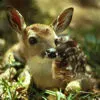 fawn