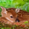 baby deer