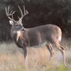 big buck!