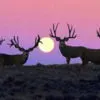 big bucks
