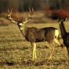 big buck
