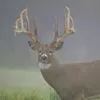 HUGE buck