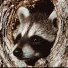 coon