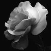 black & white rose