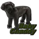 Chaddy with black lab