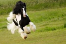 Gipsy vanner