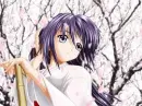 cherry blossoms