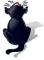 black cat