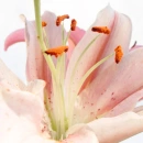 pink lily