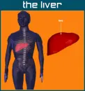 liver